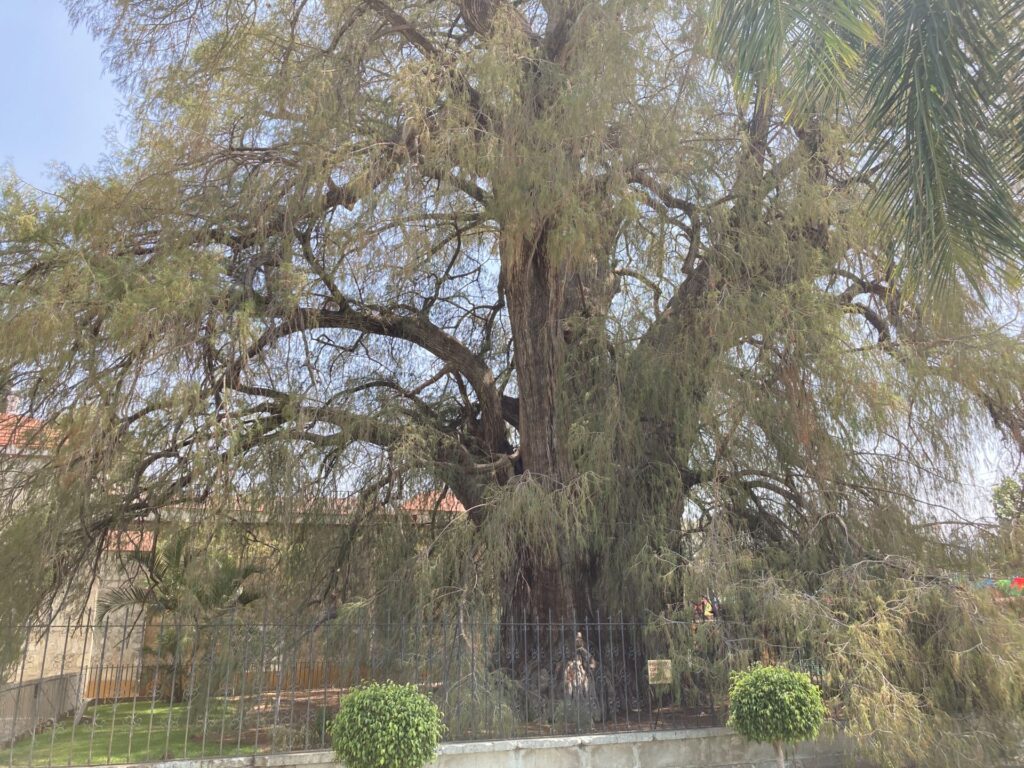 El Arbol del Tule in Santa Maria del Tule in the city of Oaxaca. 